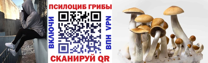 KRAKEN tor  наркотики  Унеча  Псилоцибиновые грибы Psilocybine cubensis 